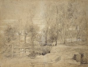 Boslandschap